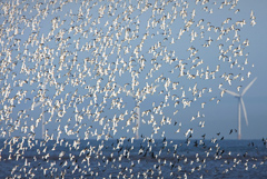 Скачок ветрогенерации обрушил цену газа в Европе