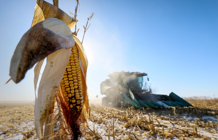 Правительство утвердило список сельхозпродукции, экспорт которой возможен в рублях