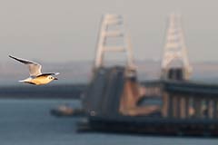 Движение по Крымскому мосту возобновлено после двухчасовой остановки