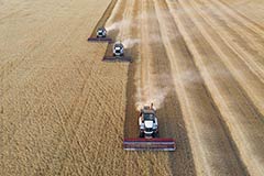 РФ в октябре экспортировала рекордные для этого месяца 5 млн т пшеницы