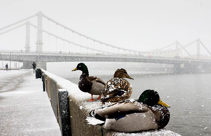 Вильфанд заявил, что предстоящая зима в России может быть теплее, чем обычно