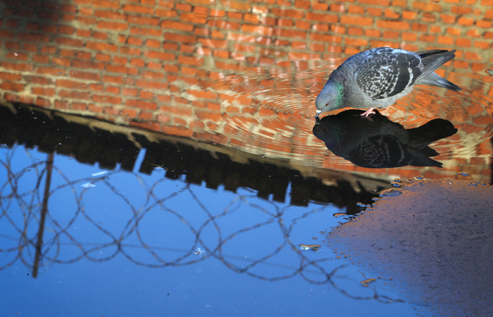 Россиянин получил 2,5 года за "минирование" почти 900 объектов в РФ и Белоруссии
