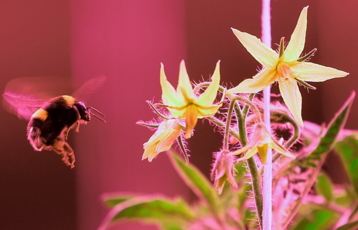 Кабмин расширит поддержку для пострадавших от действий ВСУ производителей овощей