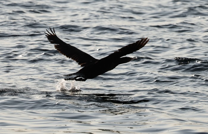 Волны высотой до 7 м ожидаются на Черноморском побережье