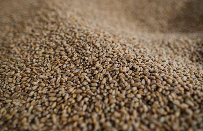 Пошлина на экспорт пшеницы из РФ с 29 ноября снизилась на 13,1%