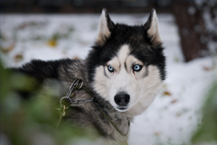 Сильный снег с порывистым ветром ожидается в столице в среду и четверг