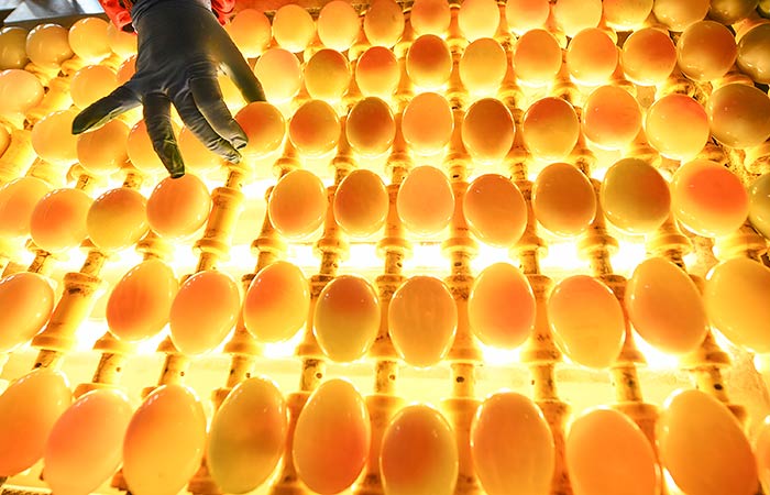 Несколько ритейлеров согласились ограничить наценки на яйца