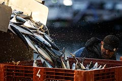 Рыбный союз предложил обнулить пошлины на импорт в Россию некоторых видов рыбы