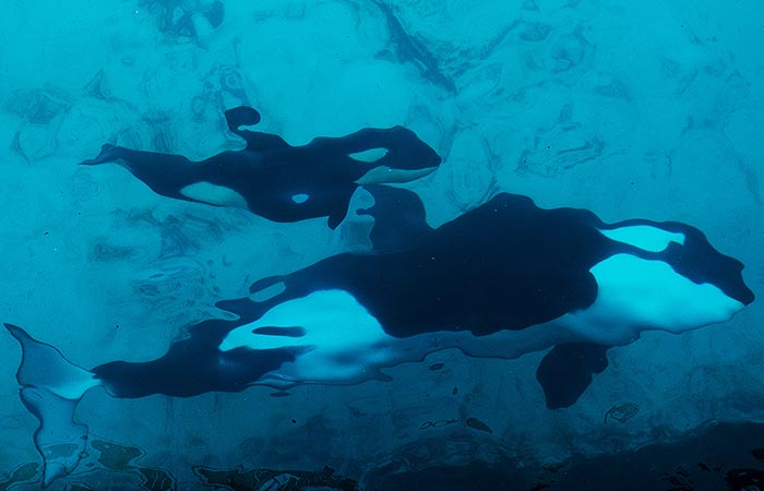 Что произошло в мире науки. Вечерний дайджест