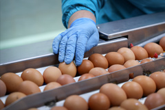 Астраханские птицефабрики начнут продавать яйца по цене ниже рыночной