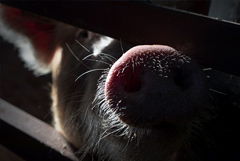 Поставки свинины из РФ в Китай могут начаться уже в январе 2024 года