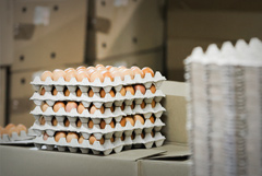 ФАС возбудила дела в четырех регионах из-за роста цен на яйца