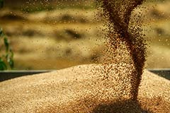 Закупки зерна в госфонд РФ в четверг составили 19 тыс. тонн