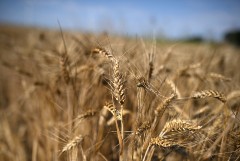 Польша на неопределенный срок запретила ввоз ряда сельхозтоваров с Украины