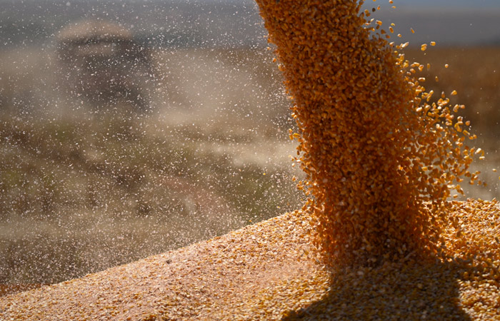 Закупок зерна в госфонд в России в этом году не будет