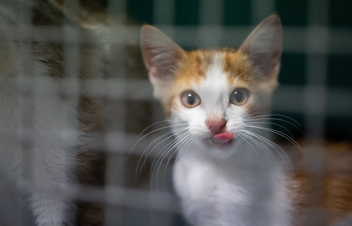 Дума доработает правила перевозки домашних животных после гибели кота Твикса