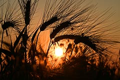 Китай в 2023 г. увеличил импорт зерновых культур из РФ в 3,7 раза, до $325 млн