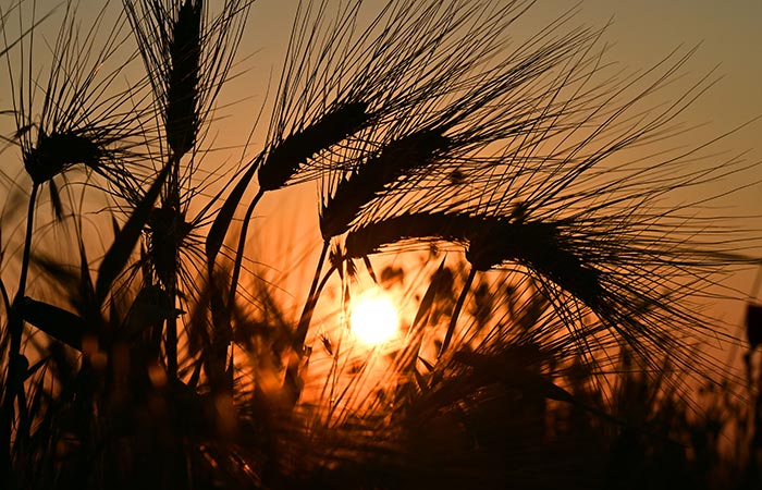 Китай в 2023 г. увеличил импорт зерновых культур из РФ в 3,7 раза, до $325 млн