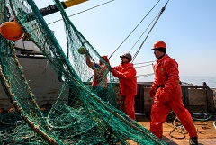 Российские рыбаки в 2023 году выловили рекордные 1,96 млн т минтая