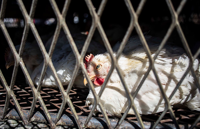 Грипп птиц подозревается на крупнейшей птицефабрике Сахалина