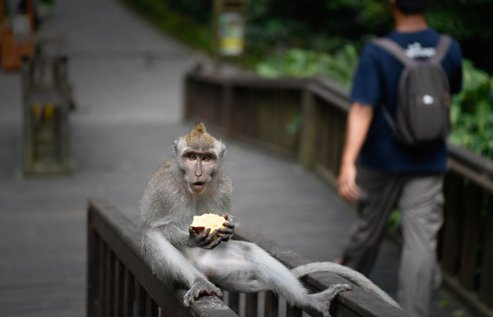 Россиянам объяснили порядок выплаты туристического налога на Бали