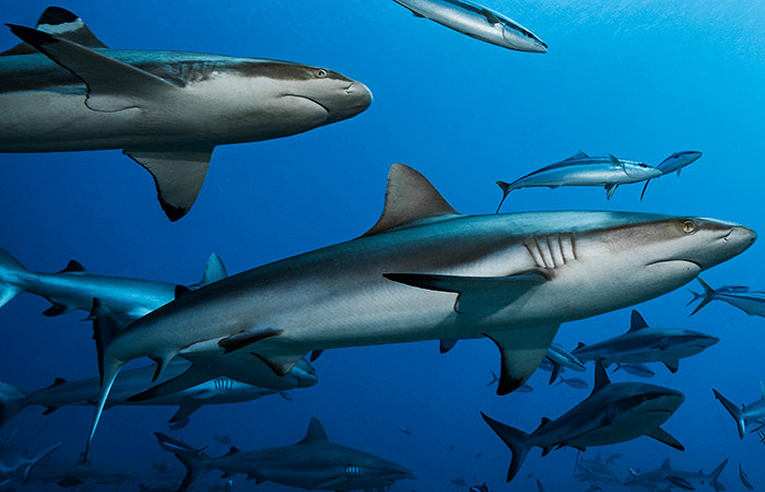 Что произошло в мире науки. Вечерний дайджест