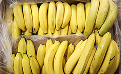 Россельхознадзор отметил усиление контроля в Эквадоре за бананами для России
