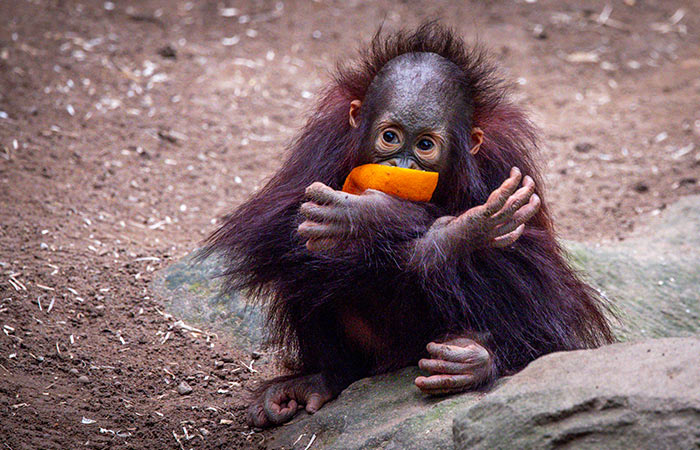 Что произошло в мире науки. Вечерний дайджест