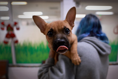 Приюты для животных и организации по вопросам семьи смогут получать господдержку