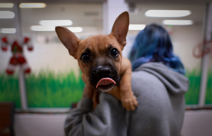 Приюты для животных и организации по вопросам семьи смогут получать господдержку