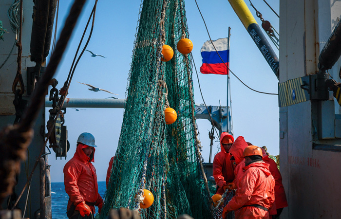 Российские рыбаки в 2025 году могут остаться без квот на мойву, путассу и морского окуня. Обзор