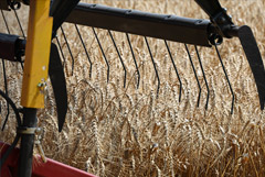 Росстат увеличил оценку урожая зерна в 2023 году