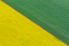 В РФ возобновлен временный запрет на экспорт рапса