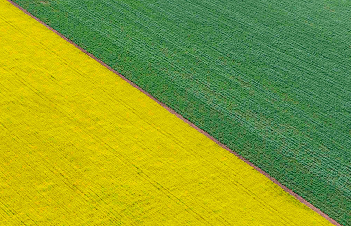 В РФ возобновлен временный запрет на экспорт рапса