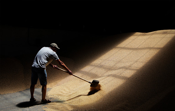 Кабмин дополнительно выделит 7 млрд руб. на увеличение запасов зерна в госфонде