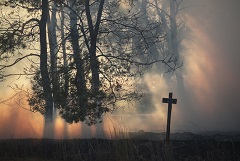 В Иркутской области за сутки потушили 11 лесных пожаров