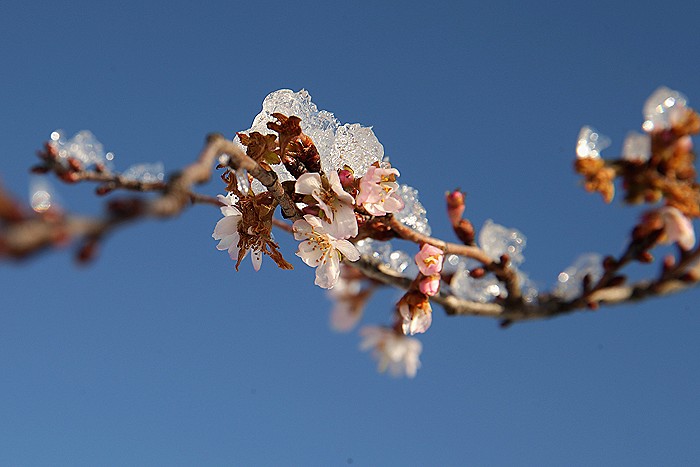 Штормовое предупреждение из-за заморозков объявлено на Кубани