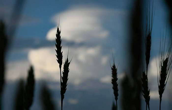 Эксперты сообщили о риске потери 3,9 млн т пшеницы в РФ из-за заморозков