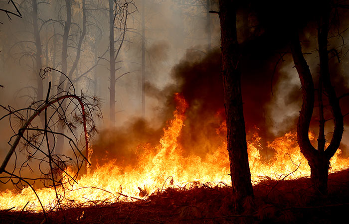 Более 20 природных пожаров тушат в Приамурье и Забайкалье
