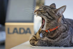 Россия и Узбекистан обсудили перспективы производства в стране автомобилей Lada