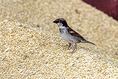 РФ с 1 по 17 июня снизила отгрузки зерна на экспорт на 11%