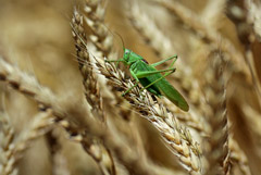 Пошлина на экспорт пшеницы из РФ с 26 июня снизится на 9,5%