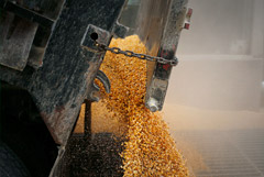 Норвегия создаст запас зерна на случай боевых действий или пандемии