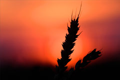 Пошлина на экспорт пшеницы из РФ с 24 июля снизится на 13,5%