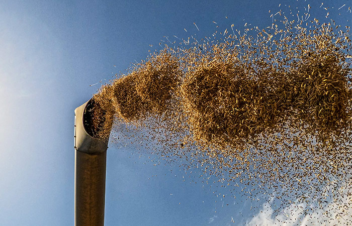 Правительство разрешило продажу до 500 тысяч тонн зерна из госфонда