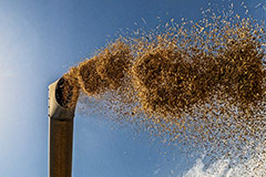 Правительство разрешило продажу до 500 тысяч тонн зерна из госфонда