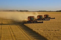 Пошлина на экспорт пшеницы из РФ с 7 августа снизилась более чем в 2 раза