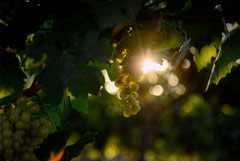 В РФ создадут центр генетических ресурсов местных сортов винограда