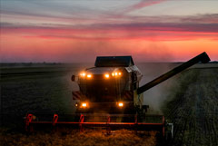 В России к 16 августа собрали более 73 млн тонн зерна