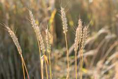 Пошлина на экспорт пшеницы из РФ с 23 октября выросла на 13,3%